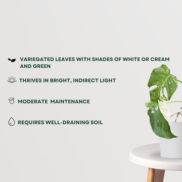 Monstera Alba variegated plant